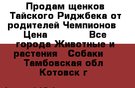 Продам щенков Тайского Риджбека от родителей Чемпионов › Цена ­ 30 000 - Все города Животные и растения » Собаки   . Тамбовская обл.,Котовск г.